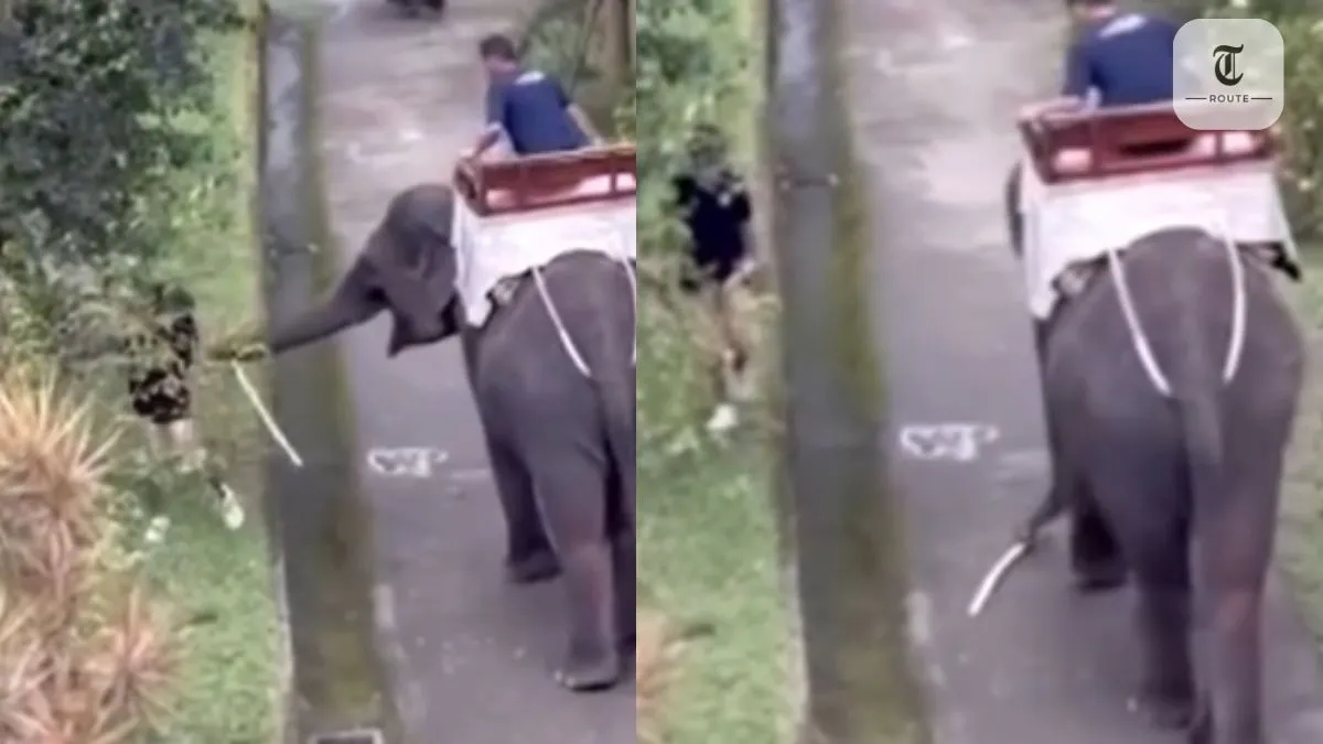 What Did This Man Do? Elephant’s Calm Stick Tap Says EVERYTHING