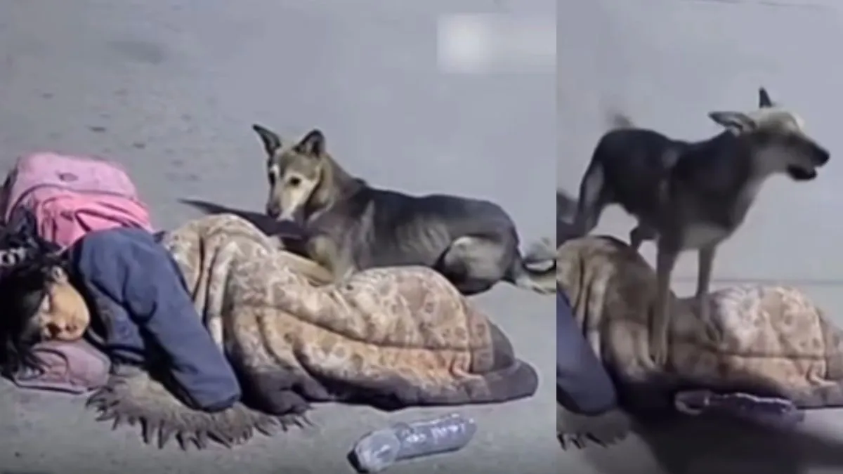 Street Dog Protects Homeless Sleeping Girl as Stranger Approaches