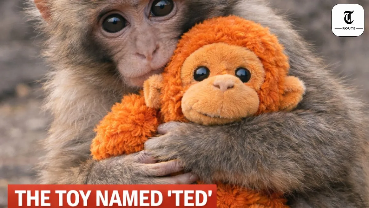 Meet the “Ted” Protecting Punch: Why This Stuffed Toy is a Symbol of Survival for the Internet’s Favorite Monkey
