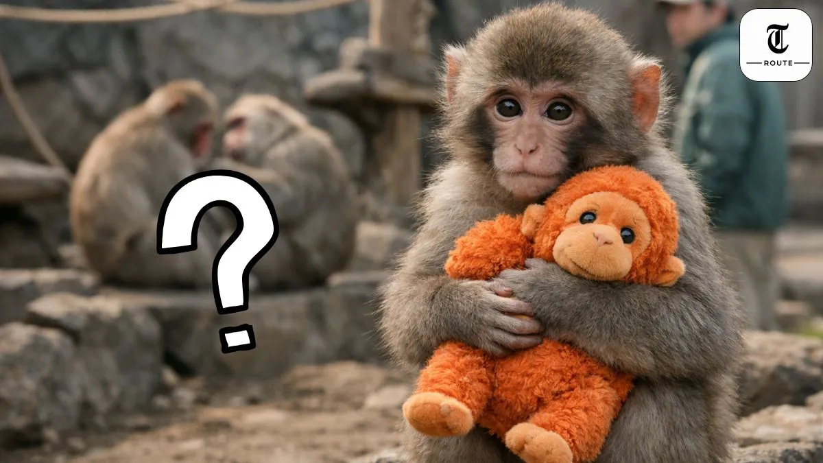Who is Punch? The Heartbreaking Story of the Orphaned Monkey and His Orange Plush Toy