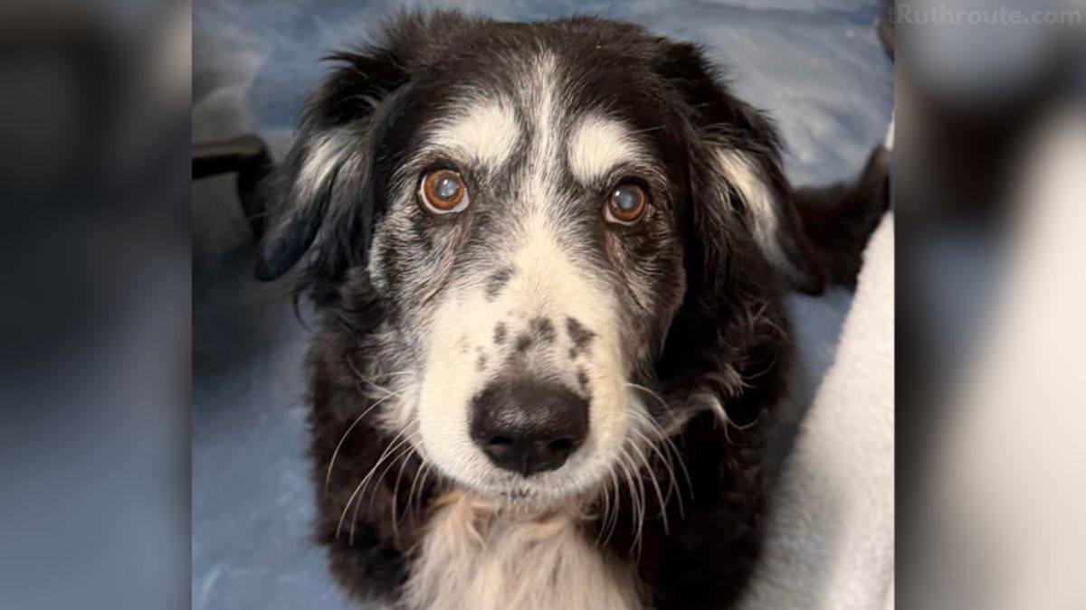 senior dog shelter owner died Anna Belle Michigan