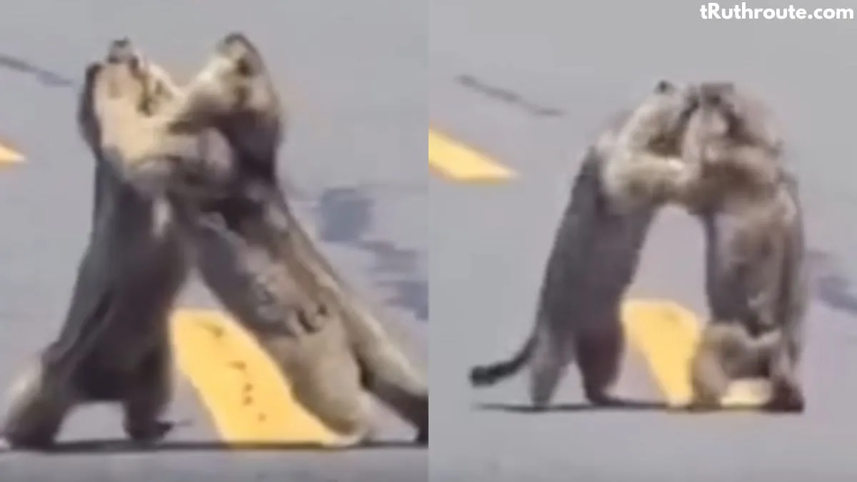 Groundhog Face-Off Stops Traffic on Local Roadway Quick Take