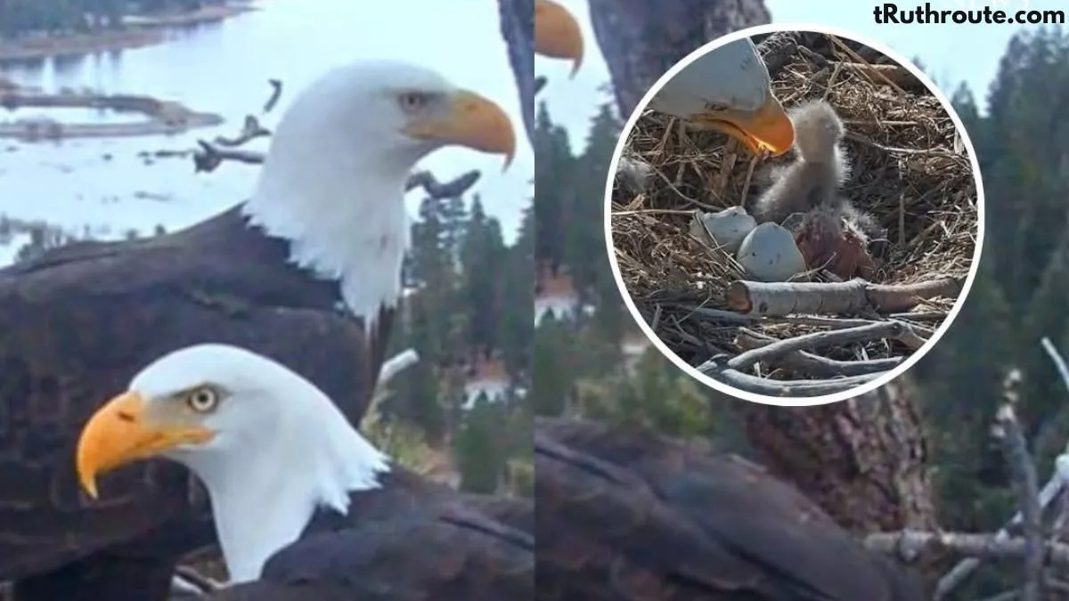 Viral Bald Eagles Jackie and Shadow Welcome Two Eaglets in 2026