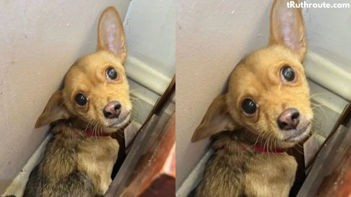 Family Abandoned Their Pets. Only Gilligan Survived.