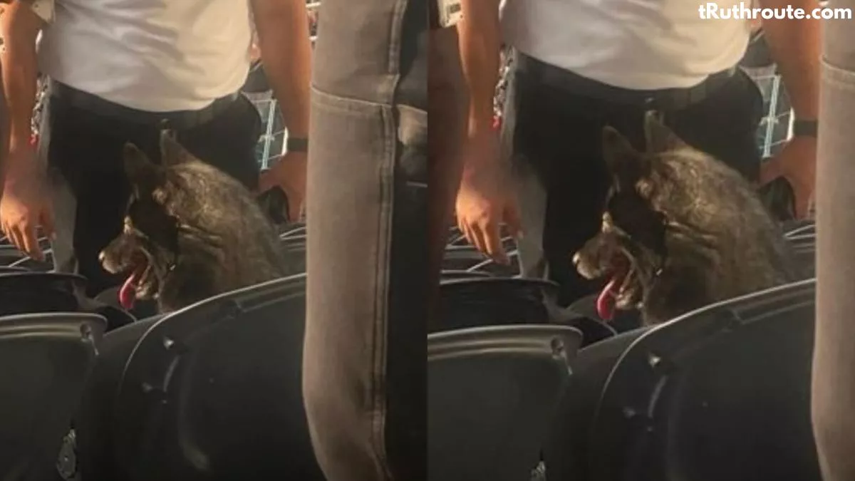 husky-sneaks-out-home-metallica-concert-seat