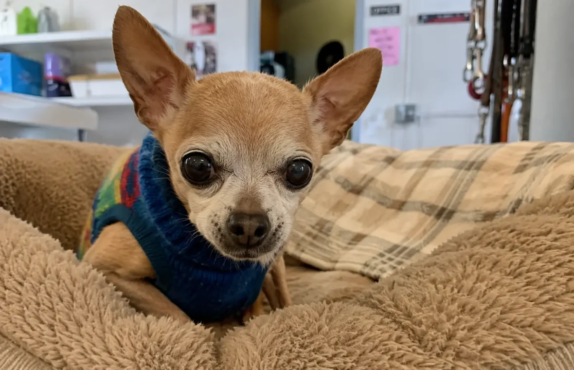 15-Year-Old Chihuahua Waited Unclaimed Until a Rescue Took Him Home