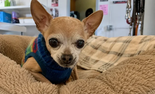 15-Year-Old Chihuahua Waited Unclaimed Until a Rescue Took Him Home