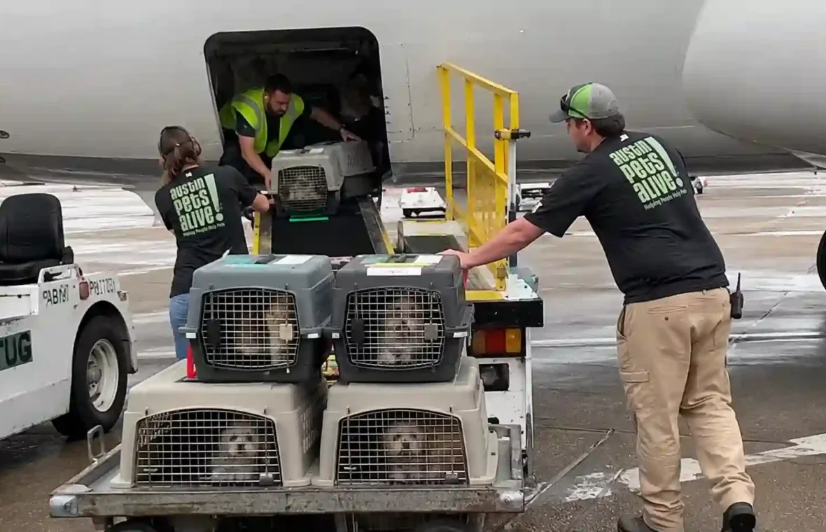 70 Rescue Pets Fly to New Homes After Shih Tzus Are Saved