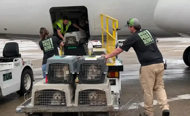 70 Rescue Pets Fly to New Homes After Shih Tzus Are Saved