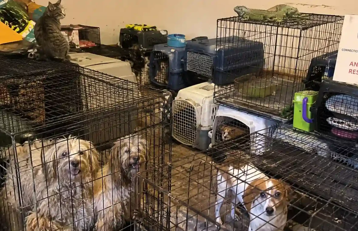 Nearly 30 Animals Seized From Connecticut Home After Suspicious Incident