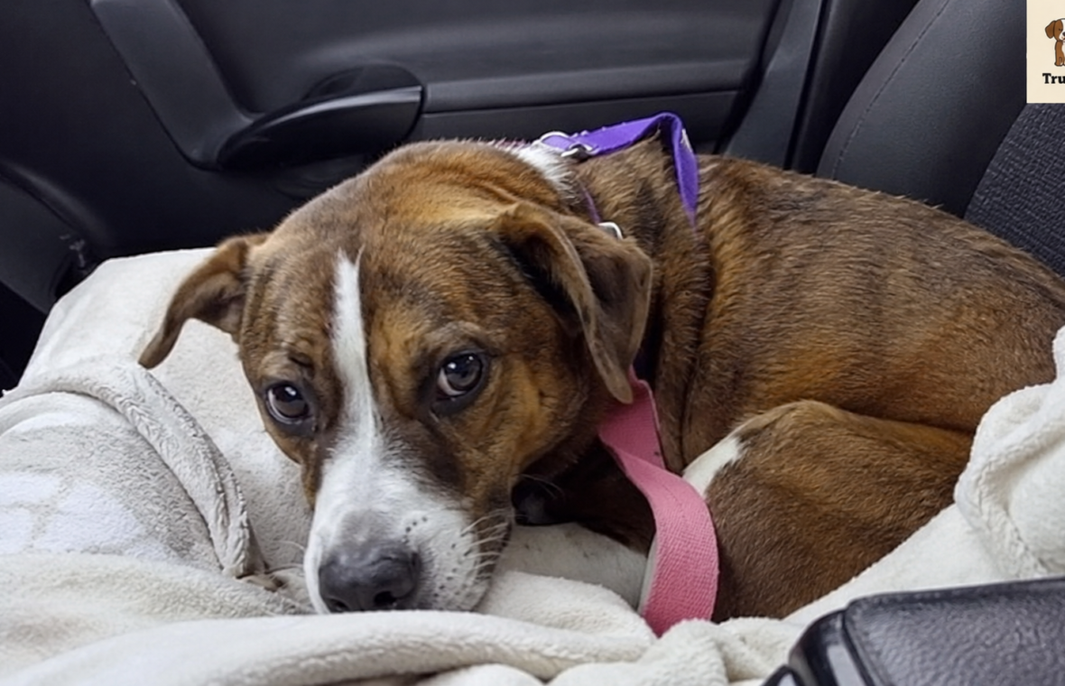 Dog Survives Crash That Killed Her Owner, Then Finds Her Way Back to Family