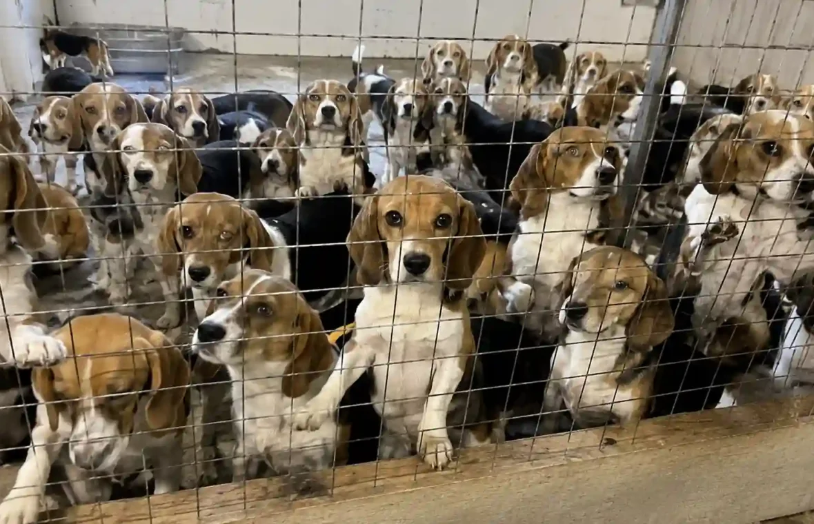 Hundreds of Beagles to Be Rescued as Wisconsin Facility Shuts Down