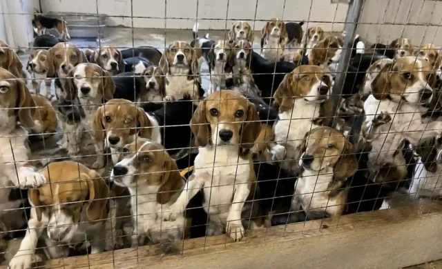 Hundreds of Beagles to Be Rescued as Wisconsin Facility Shuts Down