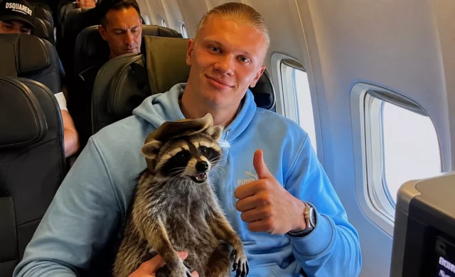 Why Erling Haaland Brought a Taxidermied Raccoon Home From the World Cup