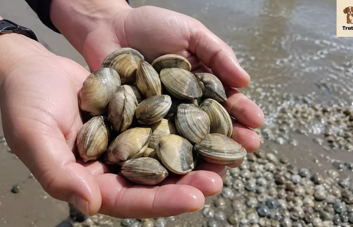 Manila Clam: Why This Small Shellfish Is Suddenly Trending Along the Atlantic Coastline