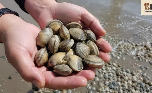 Manila Clam: Why This Small Shellfish Is Suddenly Trending Along the Atlantic Coastline